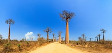 Avenue of Baobabs