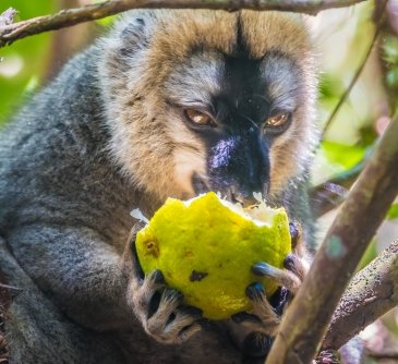 Ranomafana National Park