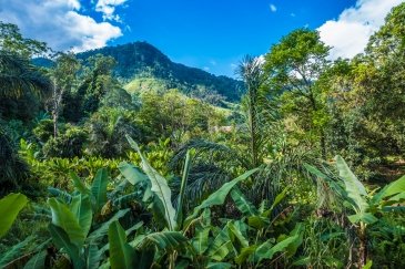 Ranomafana National Park