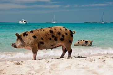 Exuma Cays Land