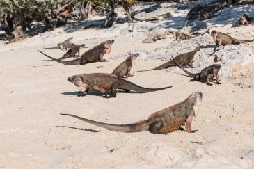 Exuma Cays Land