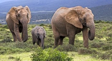 Addo Elephant National Park