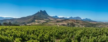 Cape Winelands