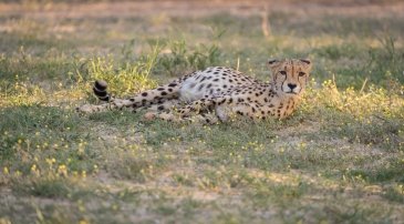 Kgalagadi Transfrontier Park