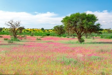 Kgalagadi Transfrontier Park