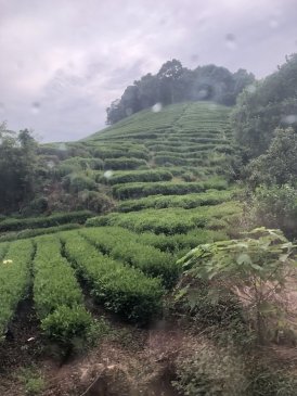 Plantacja herbaty w Longjing