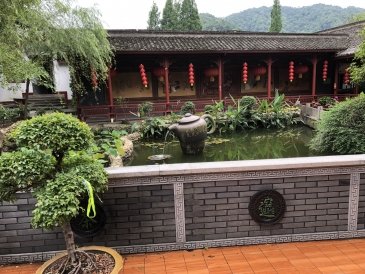 Plantacja herbaty w Longjing