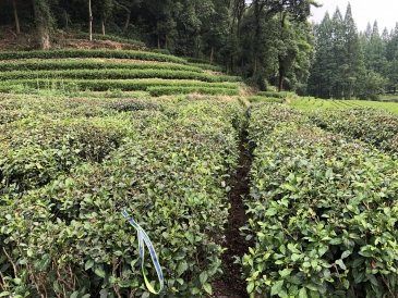 Plantacja herbaty w Longjing