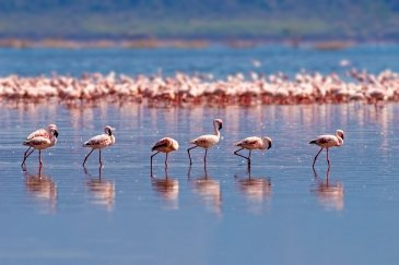 Rezerwat przyrody Camargue- Francja
