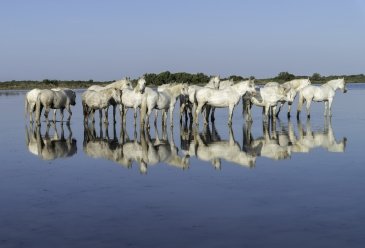 Rezerwat przyrody Camargue- Francja