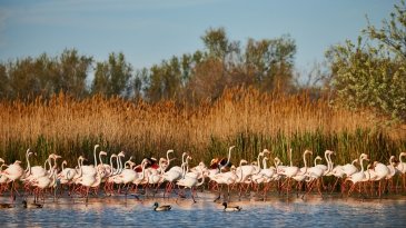 Rezerwat przyrody Camargue- Francja