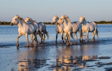 Rezerwat przyrody Camargue- Francja