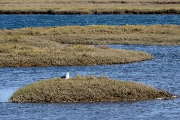 Ria Formosa- Portugalia