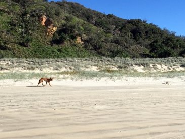 Fraser Island- Australia