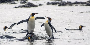 Macquarie Island- Australia