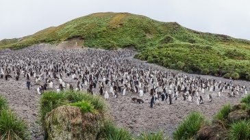 Macquarie Island- Australia