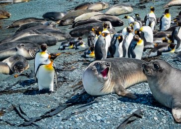 Macquarie Island- Australia