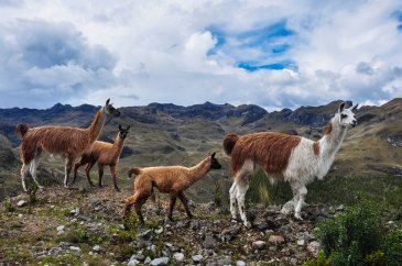 Park Narodowy El Cajas  Ekwador