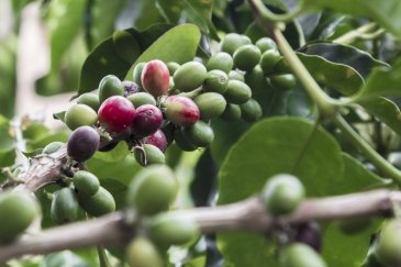 Zona Cafetera - Region kawy i miasta Salento kolumbia