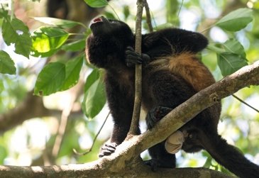 Coiba - Panama