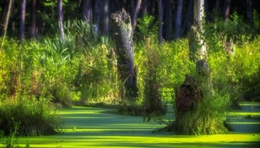 Park Narodowy Everglades USA