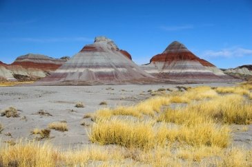 Skamieniały Las Arizona