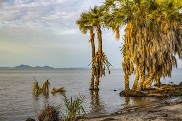 Park Narodowy Jeziora Turkana Kenia