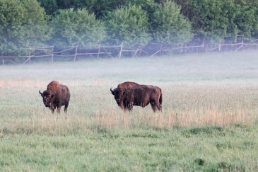 Białowieski Park Narodowy