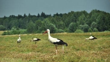 Białowieski Park Narodowy