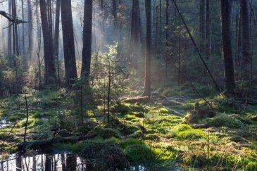 Białowieski Park Narodowy