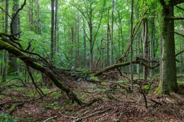 Białowieski Park Narodowy