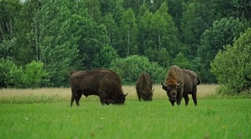 Białowieski Park Narodowy