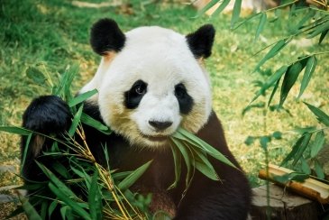 Syczuańskie Sanktuarium Pandy Wielkiej