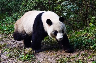 Syczuańskie Sanktuarium Pandy Wielkiej