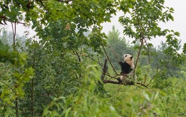 Syczuańskie Sanktuarium Pandy Wielkiej