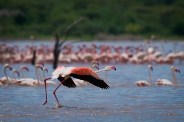 Jezioro Bogoria