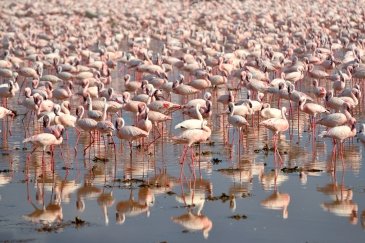 Jezioro Bogoria