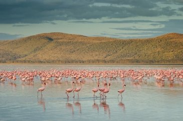 Jezioro Nakuru