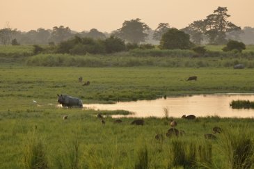 Park Narodowy Kaziranga- Indie