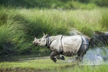 Park Narodowy Kaziranga- Indie