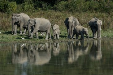 Park Narodowy Kaziranga- Indie