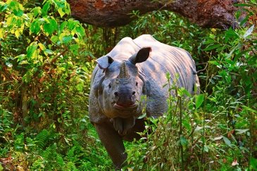 Park Narodowy Kaziranga- Indie