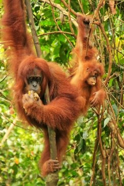 Park Narodowy Gugung Leuser