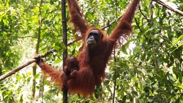 Park Narodowy Gugung Leuser