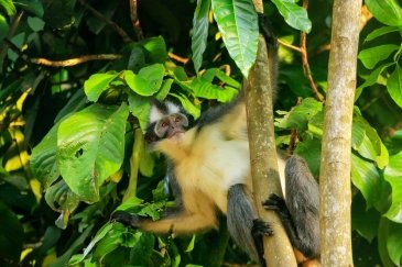 Park Narodowy Gugung Leuser