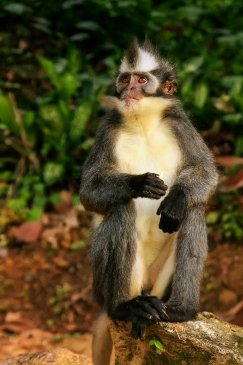 Park Narodowy Gugung Leuser