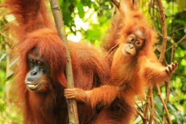 Park Narodowy Gugung Leuser