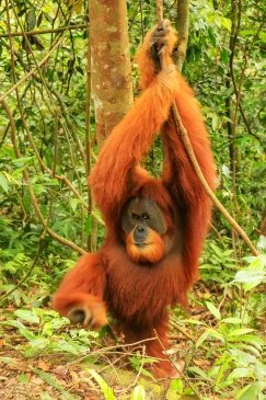 Park Narodowy Gugung Leuser