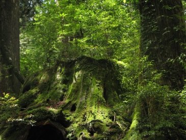 Wyspa Yakushima- Japonia