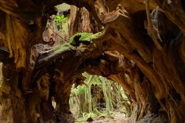 Wyspa Yakushima- Japonia